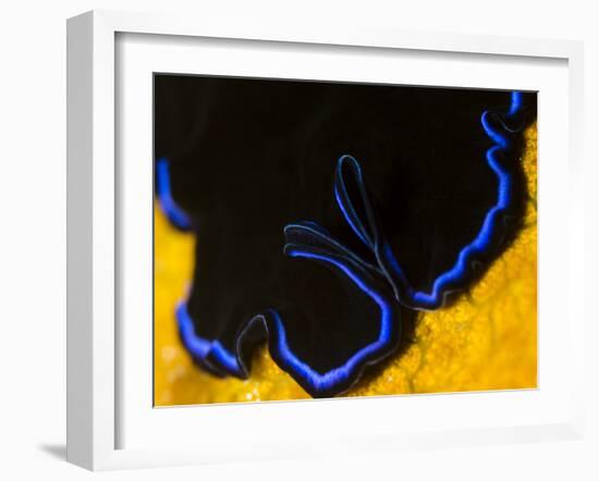 A Shot of a Flatworm Gliding over an Orange Sponge-Eric Peter Black-Framed Photographic Print