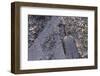 A shovel half buried among the leaves in the snow-Natalie Tepper-Framed Photo