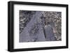 A shovel half buried among the leaves in the snow-Natalie Tepper-Framed Photo