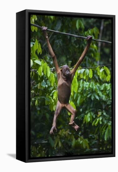 A Sick Baby Orangutan (Pongo Pygmaeus) at the Sepilok Orangutan Rehabilitation Center-Craig Lovell-Framed Stretched Canvas