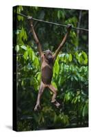 A Sick Baby Orangutan (Pongo Pygmaeus) at the Sepilok Orangutan Rehabilitation Center-Craig Lovell-Stretched Canvas