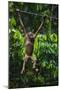 A Sick Baby Orangutan (Pongo Pygmaeus) at the Sepilok Orangutan Rehabilitation Center-Craig Lovell-Mounted Photographic Print