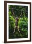 A Sick Baby Orangutan (Pongo Pygmaeus) at the Sepilok Orangutan Rehabilitation Center-Craig Lovell-Framed Photographic Print