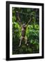 A Sick Baby Orangutan (Pongo Pygmaeus) at the Sepilok Orangutan Rehabilitation Center-Craig Lovell-Framed Photographic Print