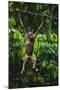 A Sick Baby Orangutan (Pongo Pygmaeus) at the Sepilok Orangutan Rehabilitation Center-Craig Lovell-Mounted Photographic Print