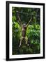 A Sick Baby Orangutan (Pongo Pygmaeus) at the Sepilok Orangutan Rehabilitation Center-Craig Lovell-Framed Photographic Print