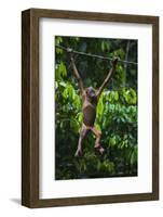 A Sick Baby Orangutan (Pongo Pygmaeus) at the Sepilok Orangutan Rehabilitation Center-Craig Lovell-Framed Photographic Print