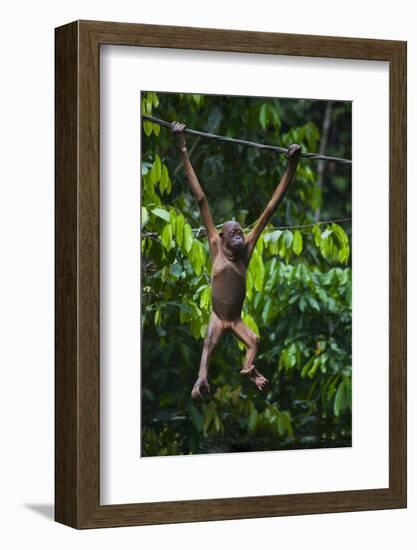 A Sick Baby Orangutan (Pongo Pygmaeus) at the Sepilok Orangutan Rehabilitation Center-Craig Lovell-Framed Photographic Print