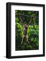A Sick Baby Orangutan (Pongo Pygmaeus) at the Sepilok Orangutan Rehabilitation Center-Craig Lovell-Framed Photographic Print