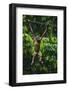 A Sick Baby Orangutan (Pongo Pygmaeus) at the Sepilok Orangutan Rehabilitation Center-Craig Lovell-Framed Photographic Print