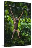 A Sick Baby Orangutan (Pongo Pygmaeus) at the Sepilok Orangutan Rehabilitation Center-Craig Lovell-Stretched Canvas