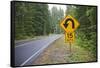 A Signpost on a Forest Road Warning of a U Turn in the Cascade Mountains of Central Oregon-Buddy Mays-Framed Stretched Canvas