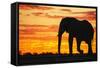 A Silhouette of a Large Male African Elephant Against a Golden Sunset-Jami Tarris-Framed Stretched Canvas