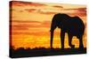 A Silhouette of a Large Male African Elephant Against a Golden Sunset-Jami Tarris-Stretched Canvas