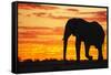 A Silhouette of a Large Male African Elephant Against a Golden Sunset-Jami Tarris-Framed Stretched Canvas