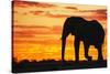 A Silhouette of a Large Male African Elephant Against a Golden Sunset-Jami Tarris-Stretched Canvas