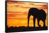 A Silhouette of a Large Male African Elephant Against a Golden Sunset-Jami Tarris-Framed Stretched Canvas