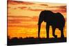 A Silhouette of a Large Male African Elephant Against a Golden Sunset-Jami Tarris-Stretched Canvas