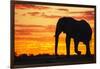 A Silhouette of a Large Male African Elephant Against a Golden Sunset-Jami Tarris-Framed Photographic Print