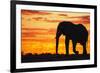 A Silhouette of a Large Male African Elephant Against a Golden Sunset-Jami Tarris-Framed Photographic Print