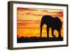 A Silhouette of a Large Male African Elephant Against a Golden Sunset-Jami Tarris-Framed Photographic Print