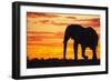 A Silhouette of a Large Male African Elephant Against a Golden Sunset-Jami Tarris-Framed Photographic Print