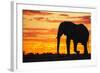 A Silhouette of a Large Male African Elephant Against a Golden Sunset-Jami Tarris-Framed Photographic Print