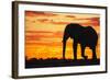 A Silhouette of a Large Male African Elephant Against a Golden Sunset-Jami Tarris-Framed Photographic Print