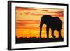 A Silhouette of a Large Male African Elephant Against a Golden Sunset-Jami Tarris-Framed Photographic Print