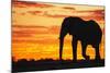 A Silhouette of a Large Male African Elephant Against a Golden Sunset-Jami Tarris-Mounted Photographic Print