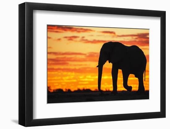 A Silhouette of a Large Male African Elephant Against a Golden Sunset-Jami Tarris-Framed Photographic Print