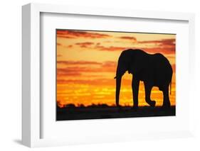 A Silhouette of a Large Male African Elephant Against a Golden Sunset-Jami Tarris-Framed Photographic Print