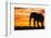 A Silhouette of a Large Male African Elephant Against a Golden Sunset-Jami Tarris-Framed Photographic Print