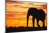 A Silhouette of a Large Male African Elephant Against a Golden Sunset-Jami Tarris-Mounted Photographic Print