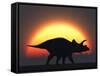 A Silhouetted Triceratops Strolling Past a Setting Sun at the End of a Prehistoric Day-Stocktrek Images-Framed Stretched Canvas