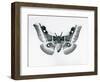 A Silkmoth, Bunaea Caffraria, at London Zoo, before 1930 (B/W Photo)-Frederick William Bond-Framed Giclee Print