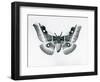 A Silkmoth, Bunaea Caffraria, at London Zoo, before 1930 (B/W Photo)-Frederick William Bond-Framed Giclee Print