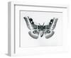 A Silkmoth, Bunaea Caffraria, at London Zoo, before 1930 (B/W Photo)-Frederick William Bond-Framed Giclee Print