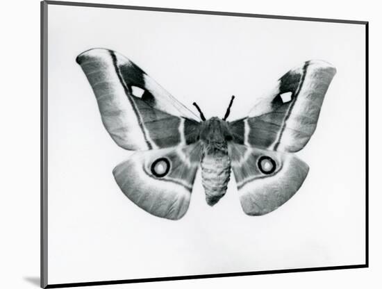 A Silkmoth, Bunaea Caffraria, at London Zoo, before 1930 (B/W Photo)-Frederick William Bond-Mounted Giclee Print