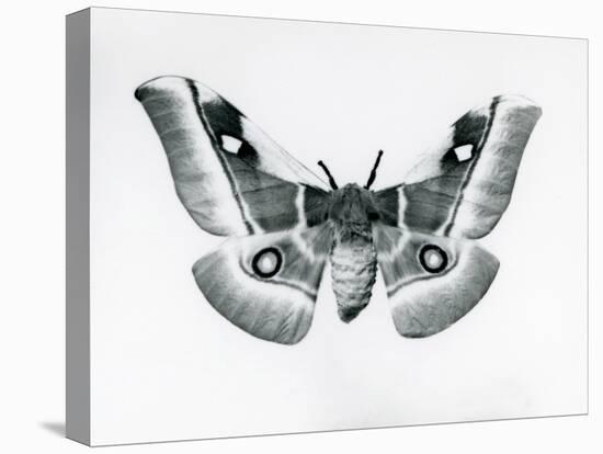 A Silkmoth, Bunaea Caffraria, at London Zoo, before 1930 (B/W Photo)-Frederick William Bond-Stretched Canvas