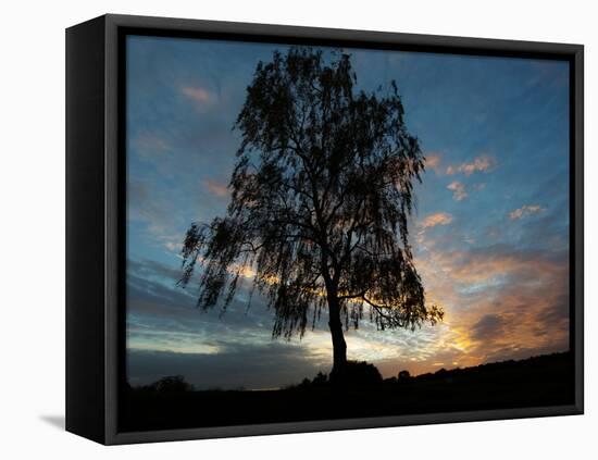 A Silver Birch, Betula Pendula, at Sunset-Alex Saberi-Framed Stretched Canvas