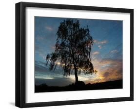 A Silver Birch, Betula Pendula, at Sunset-Alex Saberi-Framed Premium Photographic Print