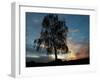 A Silver Birch, Betula Pendula, at Sunset-Alex Saberi-Framed Premium Photographic Print