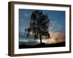 A Silver Birch, Betula Pendula, at Sunset-Alex Saberi-Framed Photographic Print