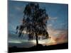 A Silver Birch, Betula Pendula, at Sunset-Alex Saberi-Mounted Photographic Print