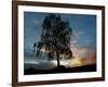 A Silver Birch, Betula Pendula, at Sunset-Alex Saberi-Framed Photographic Print