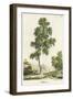 A Silver Birch Tree-null-Framed Art Print