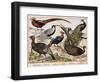 A: Silver Pheasant (Euplocamus Nycthemerus), B: Golden Pheasant (Thaumalea Picta), C: Majestic Phea-Unknown Artist-Framed Giclee Print