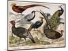 A: Silver Pheasant (Euplocamus Nycthemerus), B: Golden Pheasant (Thaumalea Picta), C: Majestic Phea-Unknown Artist-Mounted Giclee Print