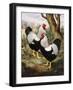 A Silver Wyandotte Cockerel-E. G. Wippell-Framed Giclee Print